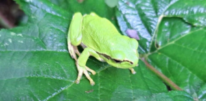 Informationen zum Naturarbeitstag - Arbeiten für den Laubfrosch